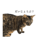 ぐうたらねこ、びびちゃんの1日。（個別スタンプ：13）