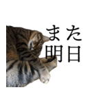 ぐうたらねこ、びびちゃんの1日。（個別スタンプ：19）
