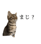 ぐうたらねこ、びびちゃんの1日。（個別スタンプ：22）