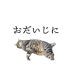 ぐうたらねこ、びびちゃんの1日。（個別スタンプ：24）
