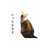 ぐうたらねこ、びびちゃんの1日。（個別スタンプ：25）