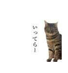 ぐうたらねこ、びびちゃんの1日。（個別スタンプ：26）