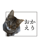 ぐうたらねこ、びびちゃんの1日。（個別スタンプ：27）
