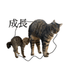 ぐうたらねこ、びびちゃんの1日。（個別スタンプ：29）