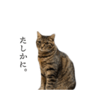 ぐうたらねこ、びびちゃんの1日。（個別スタンプ：30）