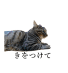 ぐうたらねこ、びびちゃんの1日。（個別スタンプ：32）