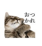 ぐうたらねこ、びびちゃんの1日。（個別スタンプ：33）