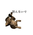 ぐうたらねこ、びびちゃんの1日。（個別スタンプ：34）