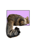 ぐうたらねこ、びびちゃんの1日。（個別スタンプ：36）