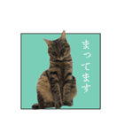 ぐうたらねこ、びびちゃんの1日。（個別スタンプ：37）