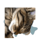 ぐうたらねこ、びびちゃんの1日。（個別スタンプ：39）