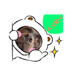 こたろう（チョコラブ3）（個別スタンプ：6）