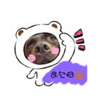 こたろう（チョコラブ3）（個別スタンプ：8）