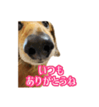 長くて短い犬（個別スタンプ：4）