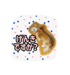 長くて短い犬（個別スタンプ：5）