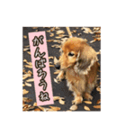 長くて短い犬（個別スタンプ：7）