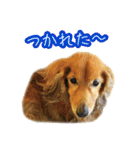 長くて短い犬（個別スタンプ：9）