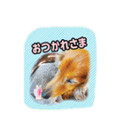 長くて短い犬（個別スタンプ：10）