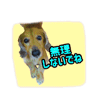 長くて短い犬（個別スタンプ：11）