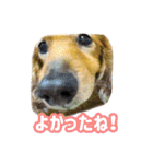 長くて短い犬（個別スタンプ：14）