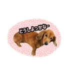 長くて短い犬（個別スタンプ：21）