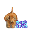 長くて短い犬（個別スタンプ：23）