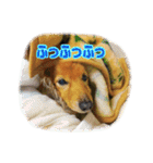 長くて短い犬（個別スタンプ：32）