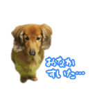 長くて短い犬（個別スタンプ：34）