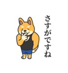 柴犬マッスル！（個別スタンプ：37）