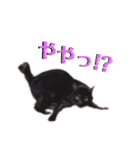 かぎさんと紫苑 6（個別スタンプ：12）