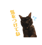 かぎさんと紫苑 6（個別スタンプ：17）