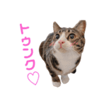 かぎさんと紫苑 6（個別スタンプ：23）