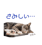 かぎさんと紫苑 6（個別スタンプ：24）