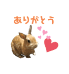 おもち-Omochi（個別スタンプ：5）
