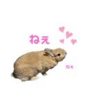 おもち-Omochi（個別スタンプ：24）