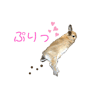 おもち-Omochi（個別スタンプ：29）
