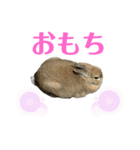 おもち-Omochi（個別スタンプ：31）