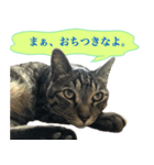 ただのねこのスタンプ。3（個別スタンプ：1）