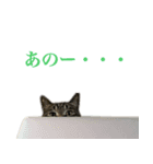 ただのねこのスタンプ。3（個別スタンプ：3）