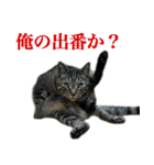 ただのねこのスタンプ。3（個別スタンプ：4）