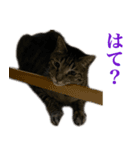 ただのねこのスタンプ。3（個別スタンプ：5）