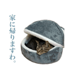 ただのねこのスタンプ。3（個別スタンプ：8）