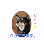 黒柴とゆかいな仲間たち（個別スタンプ：3）