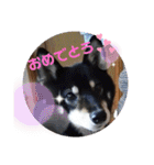 黒柴とゆかいな仲間たち（個別スタンプ：6）