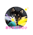 黒柴とゆかいな仲間たち（個別スタンプ：18）