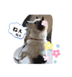 黒柴とゆかいな仲間たち（個別スタンプ：19）