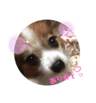 黒柴とゆかいな仲間たち（個別スタンプ：21）