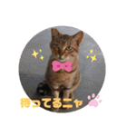 黒柴とゆかいな仲間たち（個別スタンプ：31）