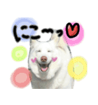 のあスタンプ。犬（個別スタンプ：1）