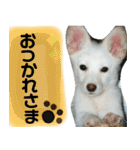 のあスタンプ。犬（個別スタンプ：4）